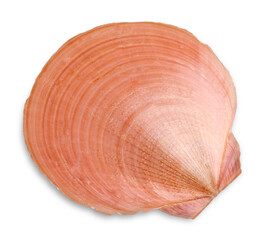 Seashell Isolated