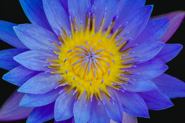 Macro Top View Sweet Purple Petals Yellow Essence Of Lotus Flower Petals Blooming