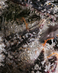 Focus stacked macro shot of cannabis trichomes