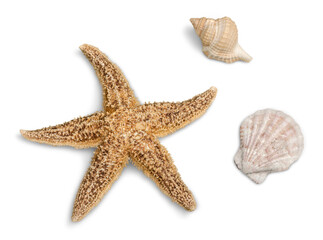 Fototapeta na wymiar Starfish and Seashells Isolaated