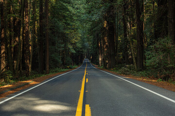 Fototapeta premium Avenue of the Giants