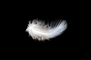 White feather on black background, isolate