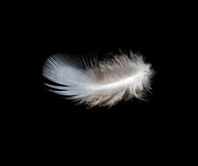 White feather on black background, isolate