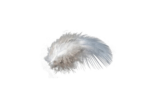 white feather isolated on transparent background PNG file