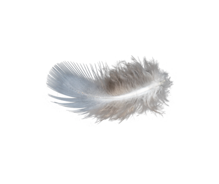 white feather isolated on transparent background PNG file