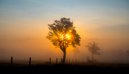 A beautiful sunrise behind the large  trees in spring with mist.Big tree silhouette with sun shining through. Springtime scenery of africa savannah field.Soft focus.