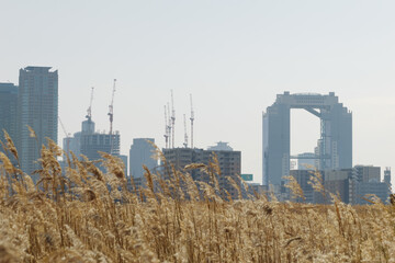 Osaka Umeda City, beautiful scenery of silver grass field on the Yodo River