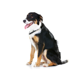 Border collie, pet and dog sitting on studio background, backdrop and mockup space. Dogs, loyalty and pets on white background waiting for attention, playing or training of cute friendly puppy animal