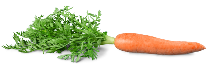 Carrot isolated on white background