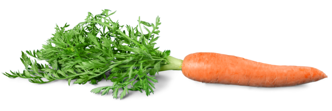 Carrot isolated on white background