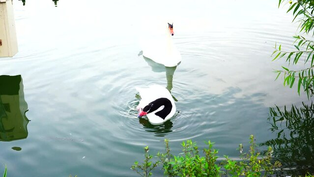 Royal Swan in Lake Morton at city center of lakeland Florida	
