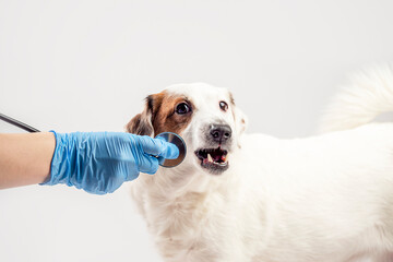 A veterinarian's gloved hand with a stethoscope. The dog growls does not want to be treated. The concept of treating, helping animals.