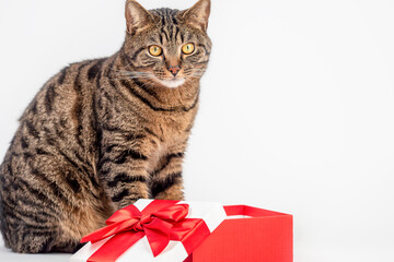The cat is sitting on a light background by a gift box .
