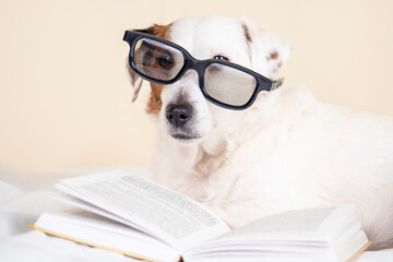 A dog with glasses is lying with a book .