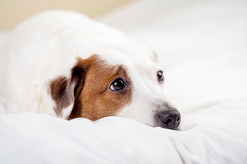 The cute dog lies with his head on the bed.