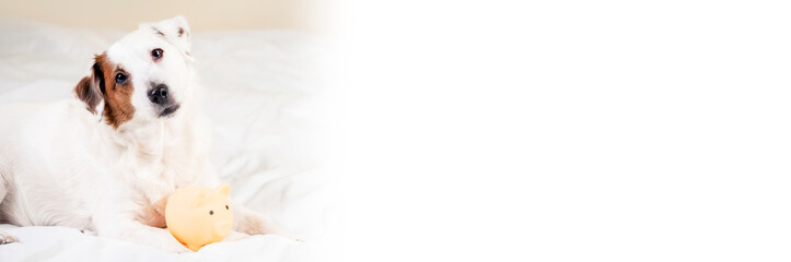 The dog is lying in his arms with a piggy bank . The concept of saving money .Banner with space for text .