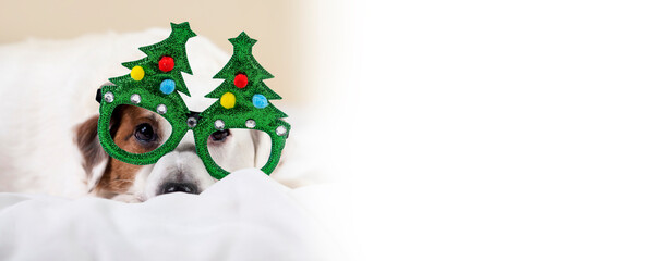 Funny dog lies in glasses in the form of green Christmas trees .Banner with room for text.