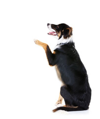 Border collie, studio and dogs with paw trick, white background or mockup space. Smart pets,...
