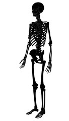 3d rendered medically accurate illustration of a human skeleton. Isolated on transparent background. 3D illustration.