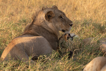 Lions resting in the early morning in Tanzania