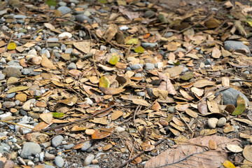 Pebbles and leaves scattered on the ground in a city park