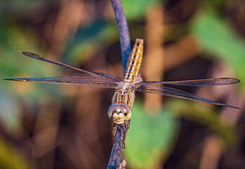 dragonfly on a branch