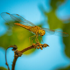 dragonfly on a leaf
