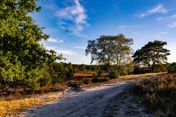Fototapeta na wymiar Brunssumer Heide, Heath of Brunssum, NL