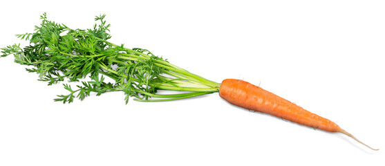 Fresh orange carrots with green leaf