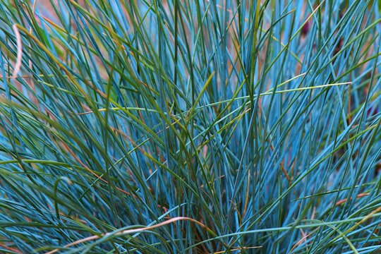 Pięknie wybarwiona kępa trawy ozdobnej, kostrzewa sina (Festuca Glauca) © Lancan