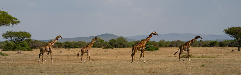 Naklejka na ściany i meble Giraffes in Tanzania