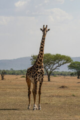 A Giraffe in Tanzania