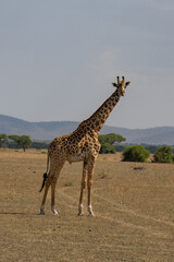 A Giraffe in Tanzania