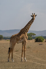 A Giraffe in Tanzania