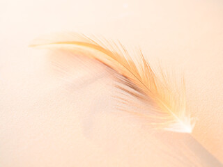 Orange Feather on Blue Background,Bird Wing Line Retro with Light,Soft Smooth Gradient Color Pattern Texture.