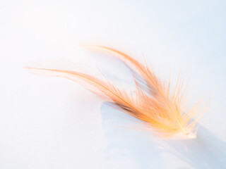 Orange Feather on Blue Background,Bird Wing Line Retro with Light,Soft Smooth Gradient Color Pattern Texture.