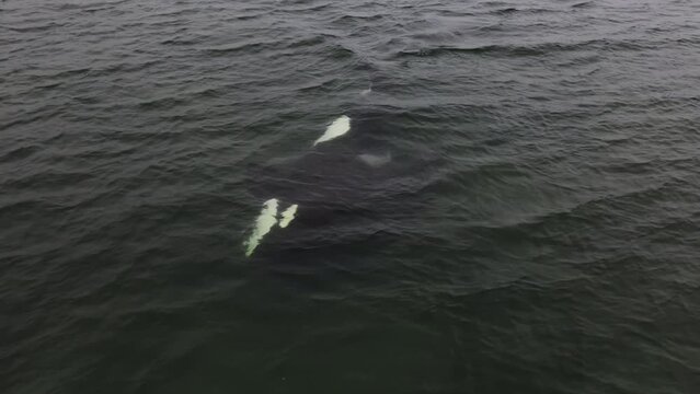 The killer whale swims along the surface of the water. Killer whale in the sea.