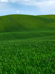 Obraz premium Spring landscape in the rolling hills of Tuscany