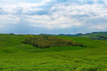 Scenic grove in the spring rolling hills of Tuscany