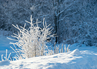 a wonderful sunny winter day, trees covered with white frost and grass stalks in the fields, a charming white winter fairy tale