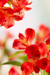 Obraz na płótnie Canvas Bouquet of red flowers alstroemeria closeup.