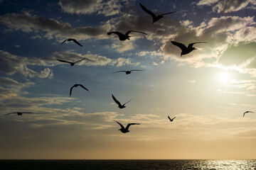 Many shore birds flying over the sea at sunset. Silhouette of gulls animals in the air at dusk, against beautiful blue sky with clouds.