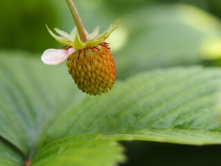 ワイルドストロベリー