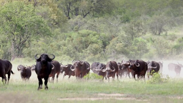 A stampeding herd of African buffalo