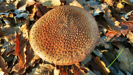 Blushing Amanita (Amanita rubescens) mushroom in autumn forest in setting sun's light