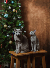 Two russian blue cats sitting on chairs by the christmas tree in background