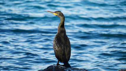 Great cormorant, Phalacrocorax carbo, standing on a stone on the sea shore. The great cormorant, Phalacrocorax carbo, known as the great black cormorant, or the black shag. 
