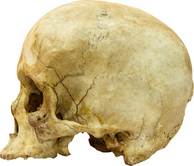 Human skull ( sapiens )