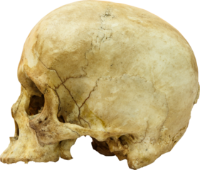 Human skull ( sapiens )