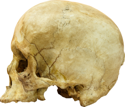 Human skull ( sapiens )